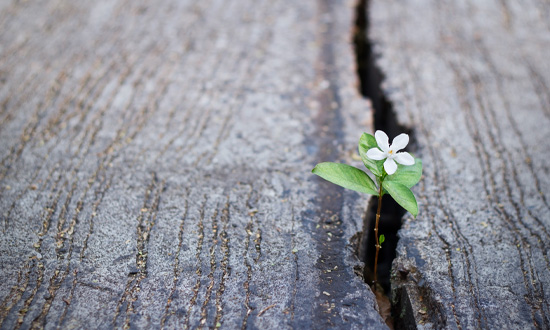 Journey Beginning